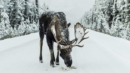 Utvald bild för Antalet viltolyckor i Sverige ökar kraftigt